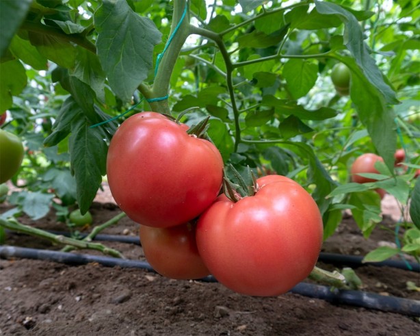 Foto - Sürekli ‘unutanlar’ dikkat! Haftada 2-3 kez yapılırsa…