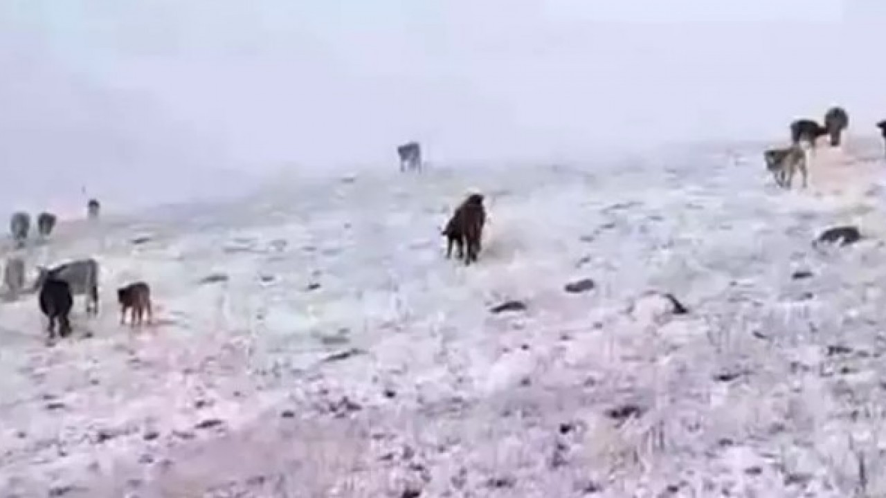 Foto - Sürpriz kar yağışı! Kış kapıyı erken çaldı
