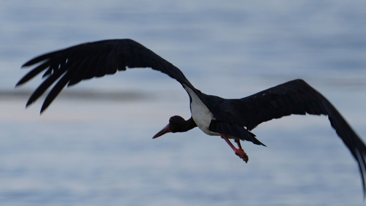Foto - Sürpriz misafir! Kara leylek o barajda mola verdi