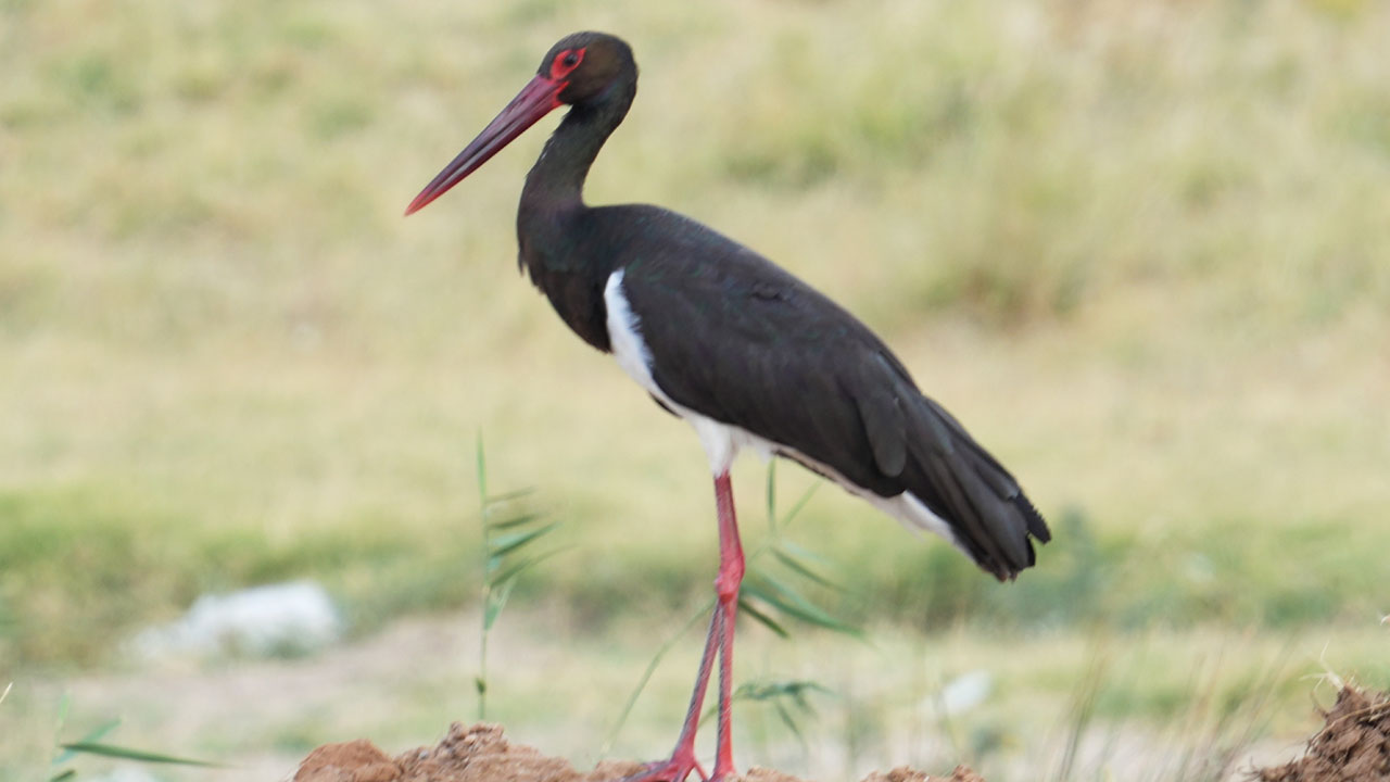 Sürpriz misafir! Kara leylek o barajda mola verdi