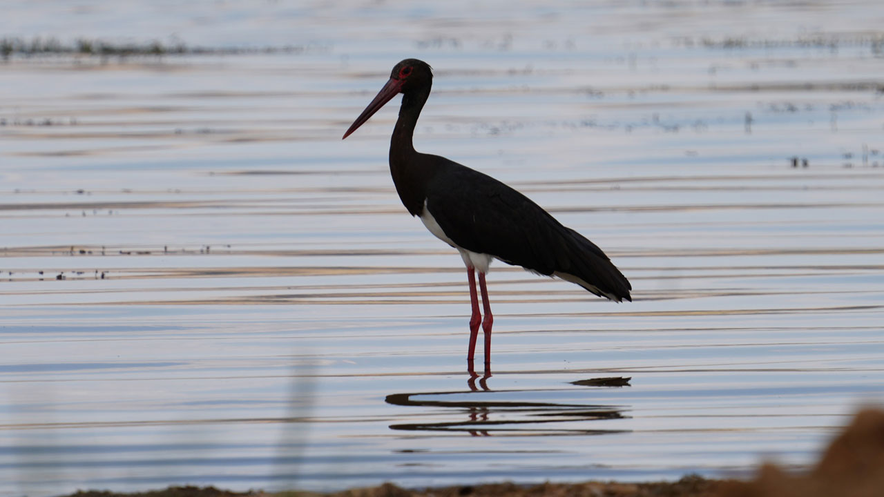 Foto - Sürpriz misafir! Kara leylek o barajda mola verdi