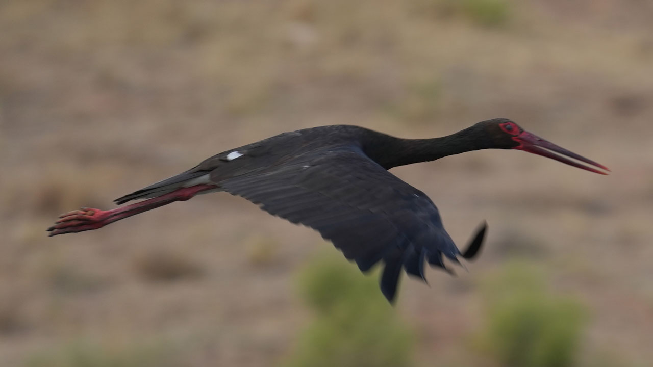 Foto - Sürpriz misafir! Kara leylek o barajda mola verdi