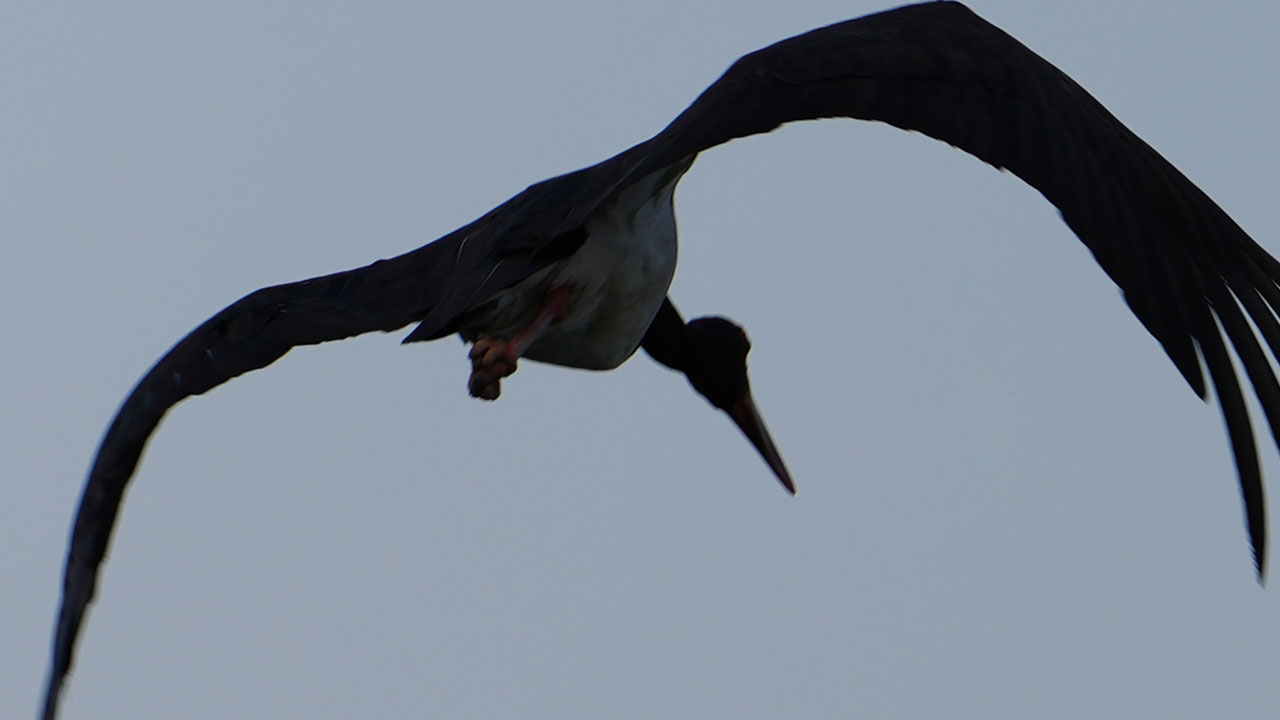 Foto - Sürpriz misafir! Kara leylek o barajda mola verdi