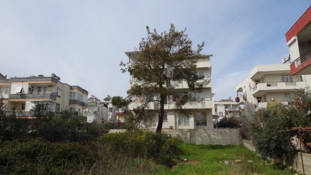 Foto - Sürü halinde istila ediyorlar! Vatandaşlar korkudan uyuyamıyor