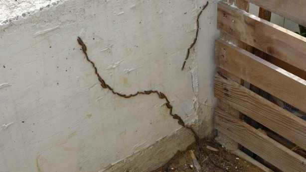 Foto - Sürü halinde istila ediyorlar! Vatandaşlar korkudan uyuyamıyor