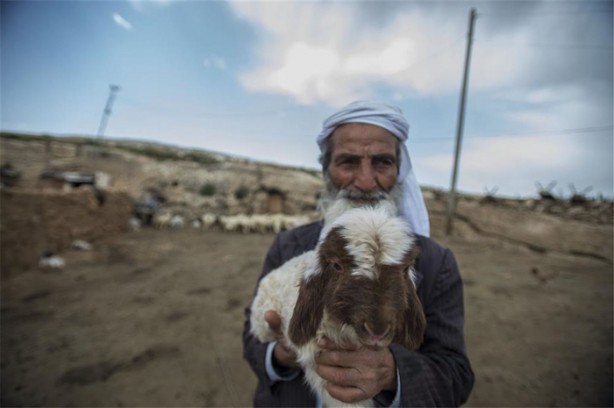 Foto - Sürü lideri biberonla besleniyor