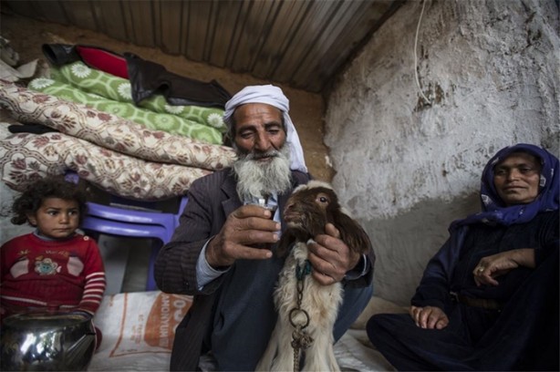 Foto - Sürü lideri biberonla besleniyor