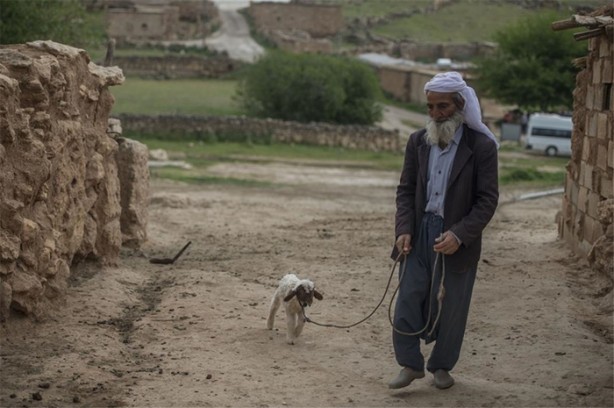 Foto - Sürü lideri biberonla besleniyor