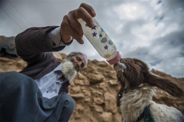 Foto - Sürü lideri biberonla besleniyor