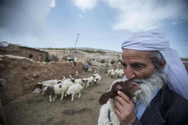 Foto - Sürü lideri biberonla besleniyor