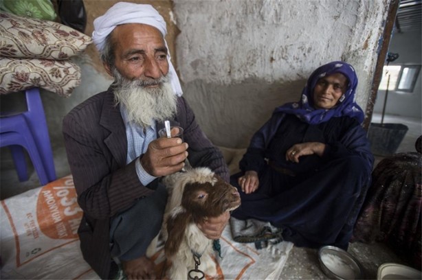 Foto - Sürü lideri biberonla besleniyor