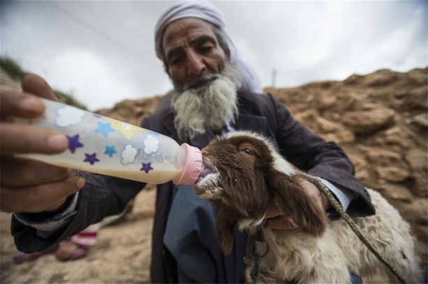 Sürü lideri biberonla besleniyor