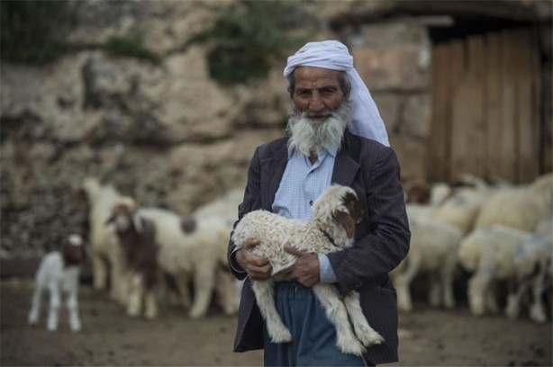 Foto - Sürü lideri biberonla besleniyor