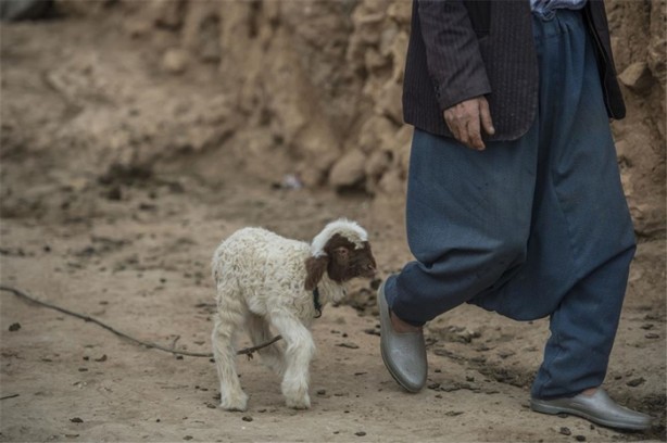 Foto - Sürü lideri biberonla besleniyor