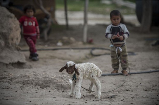 Foto - Sürü lideri biberonla besleniyor