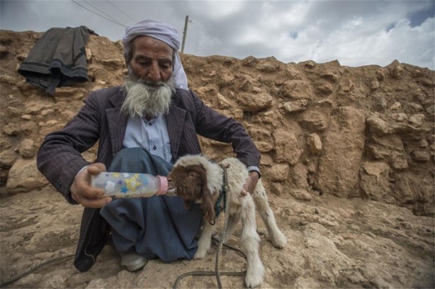 Foto - Sürü lideri biberonla besleniyor