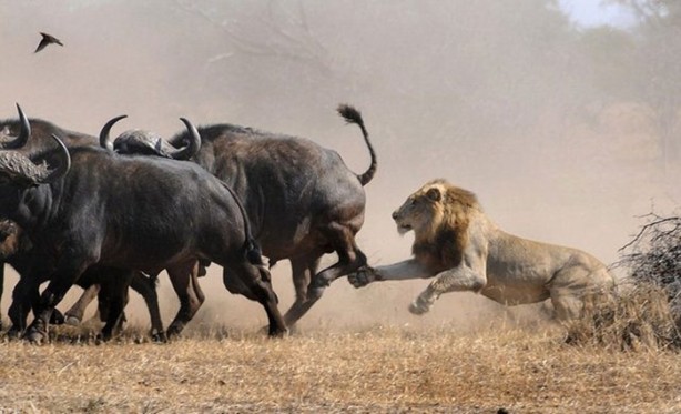 Foto - Sürüden sıra dışı hareket!