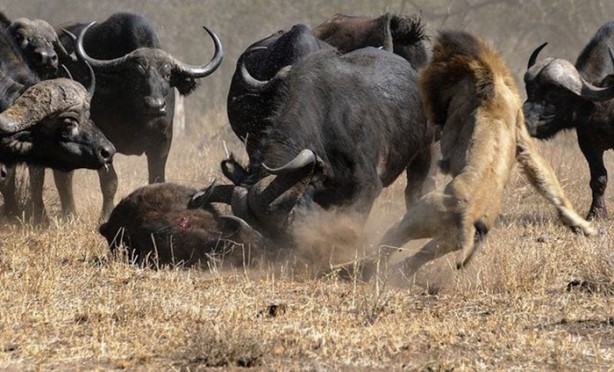 Foto - Sürüden sıra dışı hareket!