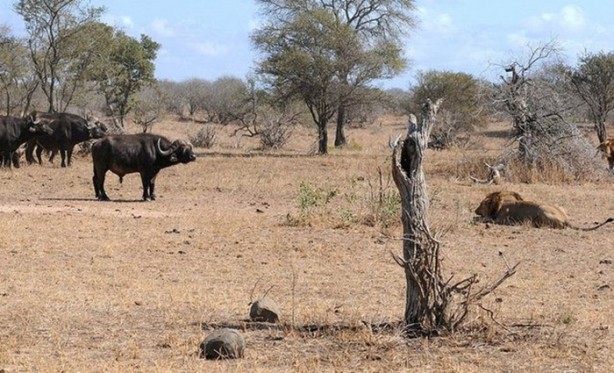 Foto - Sürüden sıra dışı hareket!