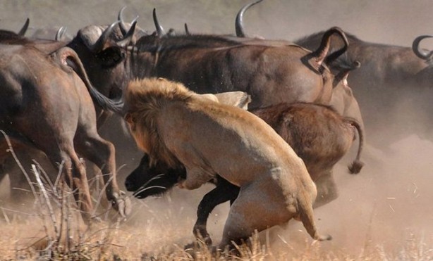 Foto - Sürüden sıra dışı hareket!