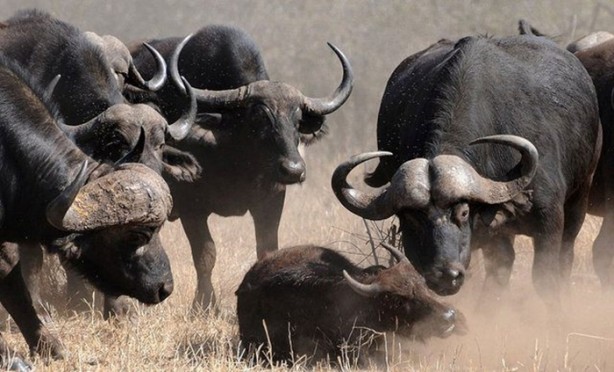 Foto - Sürüden sıra dışı hareket!