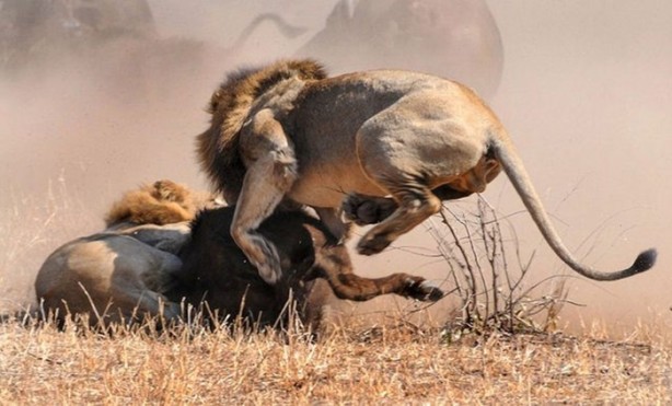 Foto - Sürüden sıra dışı hareket!