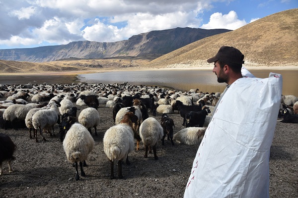 Foto - Sürüler su içmeye geldi! Ortaya bu manzara çıktı