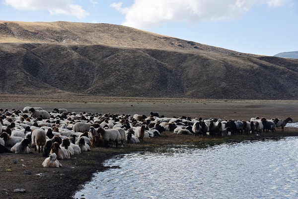 Foto - Sürüler su içmeye geldi! Ortaya bu manzara çıktı