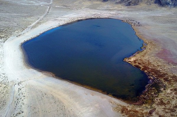 Foto - Sürüler su içmeye geldi! Ortaya bu manzara çıktı