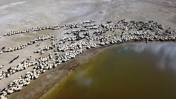 Foto - Sürüler su içmeye geldi! Ortaya bu manzara çıktı