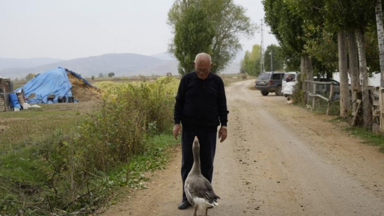 Foto - Sürünün dışladığı kaz bakın ne yaptı! İsmail dedenin yanından ayrılmıyor