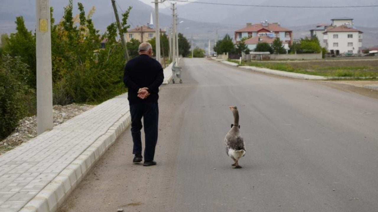 Foto - Sürünün dışladığı kaz bakın ne yaptı! İsmail dedenin yanından ayrılmıyor