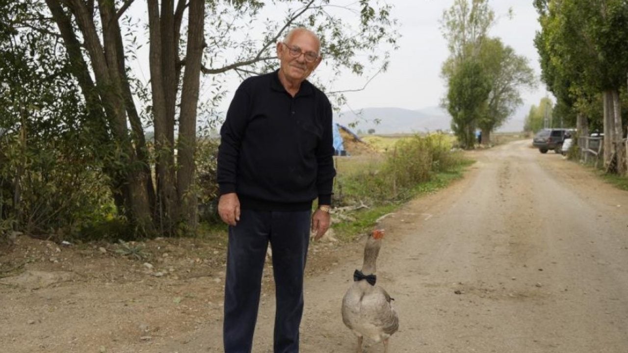 Foto - Sürünün dışladığı kaz bakın ne yaptı! İsmail dedenin yanından ayrılmıyor