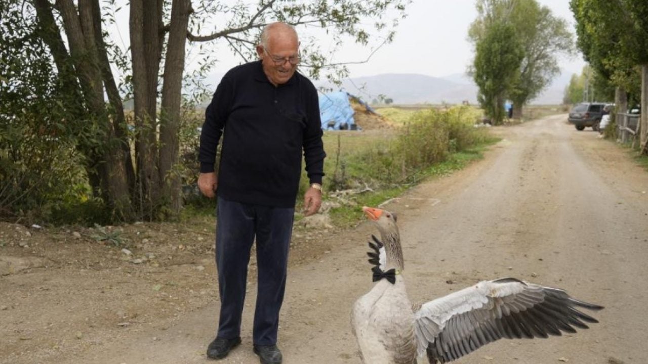 Sürünün dışladığı kaz bakın ne yaptı! İsmail dedenin yanından ayrılmıyor
