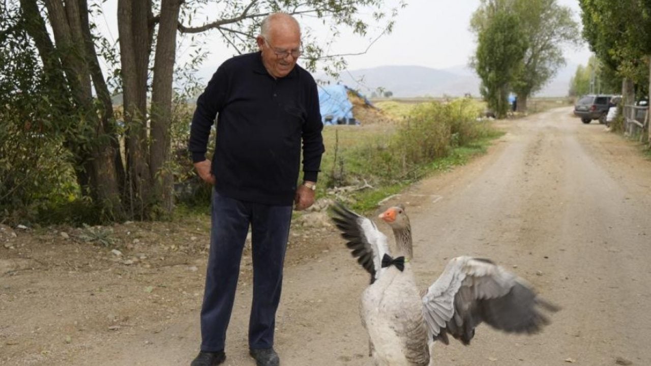 Foto - Sürünün dışladığı kaz bakın ne yaptı! İsmail dedenin yanından ayrılmıyor