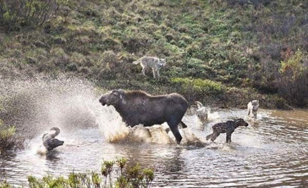 Foto - Sürüye karşı yavrusunu tek başına korumaya çalıştı ama...