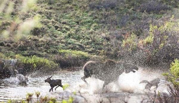 Foto - Sürüye karşı yavrusunu tek başına korumaya çalıştı ama...