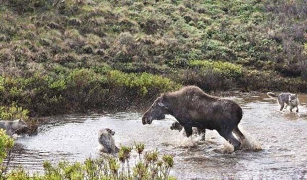 Foto - Sürüye karşı yavrusunu tek başına korumaya çalıştı ama...
