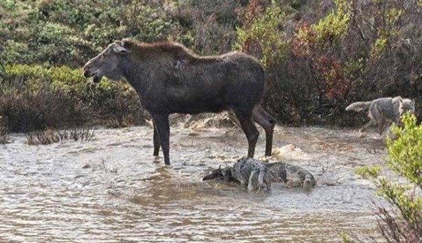 Foto - Sürüye karşı yavrusunu tek başına korumaya çalıştı ama...