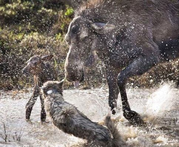 Foto - Sürüye karşı yavrusunu tek başına korumaya çalıştı ama...