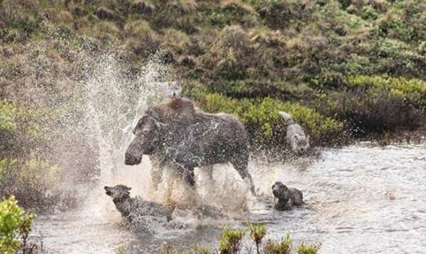 Foto - Sürüye karşı yavrusunu tek başına korumaya çalıştı ama...