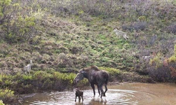 Sürüye karşı yavrusunu tek başına korumaya çalıştı ama...