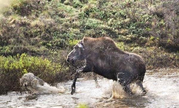 Foto - Sürüye karşı yavrusunu tek başına korumaya çalıştı ama...
