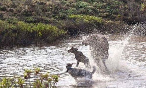Foto - Sürüye karşı yavrusunu tek başına korumaya çalıştı ama...