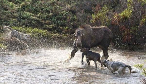 Foto - Sürüye karşı yavrusunu tek başına korumaya çalıştı ama...