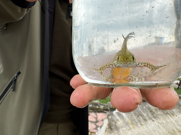 Foto - Süs havuzunda şans eseri bulundu! Ekipler harekete geçti