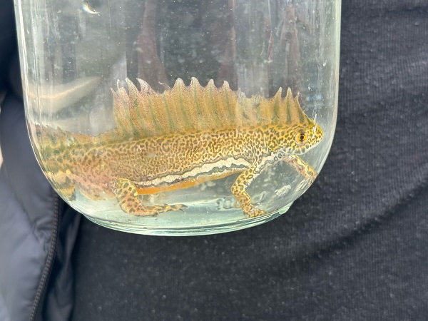 Foto - Süs havuzunda şans eseri bulundu! Ekipler harekete geçti