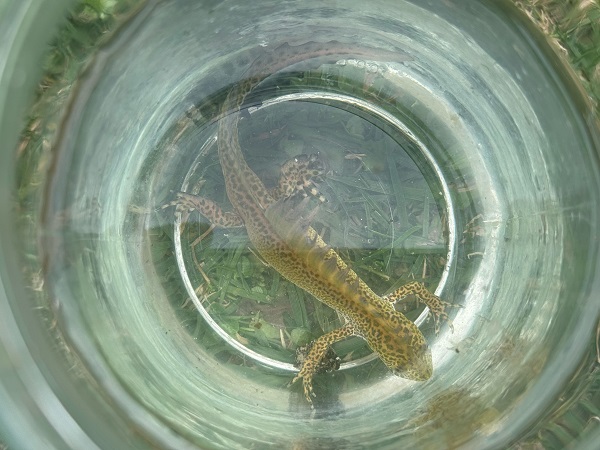 Foto - Süs havuzunda şans eseri bulundu! Ekipler harekete geçti