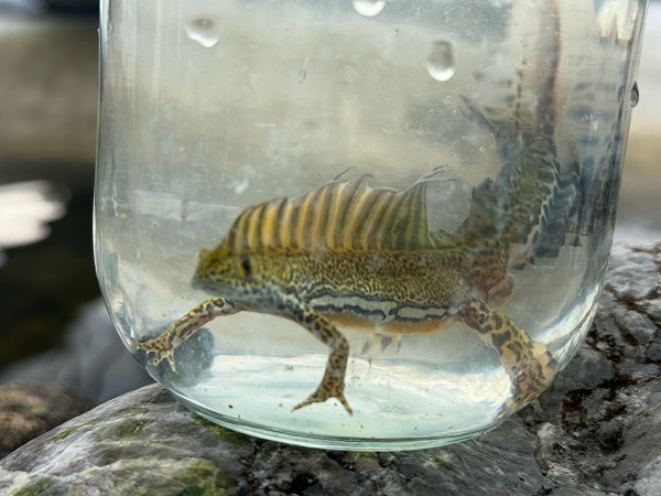 Foto - Süs havuzunda şans eseri bulundu! Ekipler harekete geçti