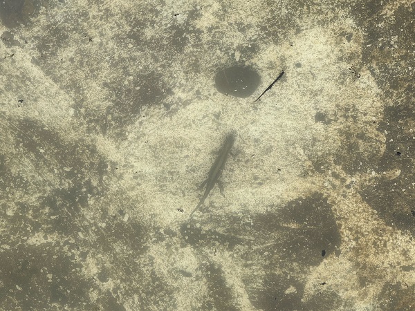 Foto - Süs havuzunda şans eseri bulundu! Ekipler harekete geçti